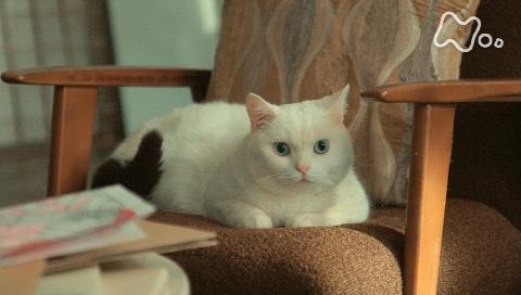 ドキュメンタリードラマ 猫探偵の事件簿 の詳細 ビデオ ひかりｔｖ