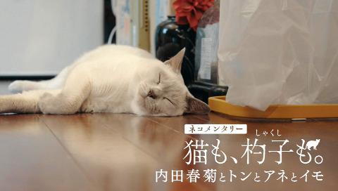 ネコメンタリー 猫も、杓子（しゃくし）も。 内田春菊とトンとアネと