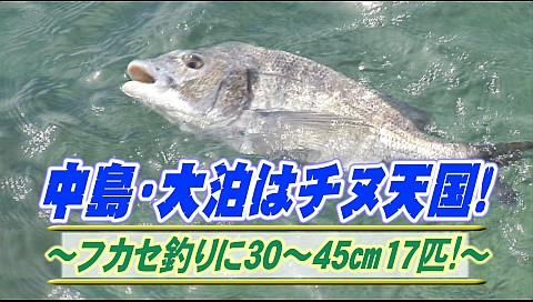 決定版 チョーさんの釣り情報のシリーズ詳細 ビデオ ひかりｔｖ