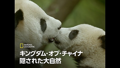 キング オブの検索結果 ビデオ ひかりｔｖ