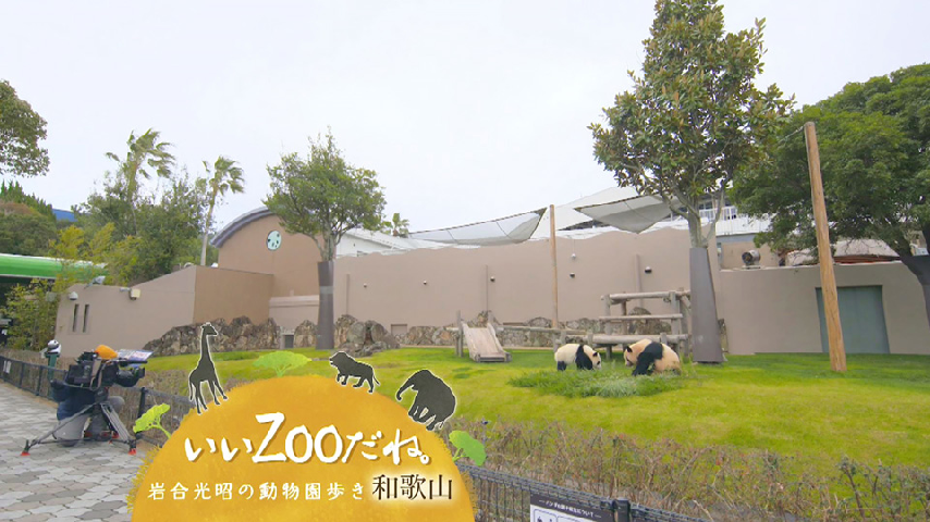いいｚｏｏだね 岩合光昭の動物園歩き 和歌山の詳細 ビデオ ひかりｔｖ