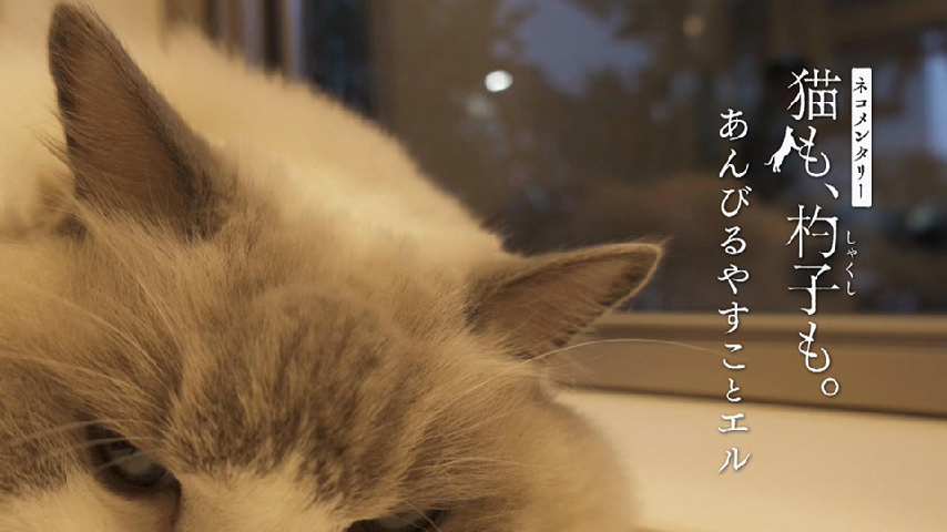 ネコメンタリー 猫も、杓子（しゃくし）も。 あんびるやすことエルの