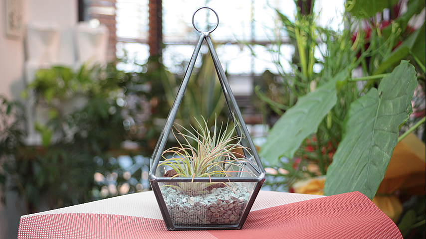 お手入れ不要 究極のテラリウムを作ろうの詳細 ビデオ ひかりｔｖ